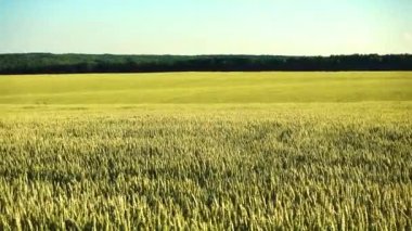 Alan genç yeşil buğday ile. 