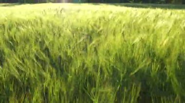 alan genç yeşil arpa. 