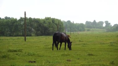 Yağmurlu bir günde bir at çayırda otluyor.. 