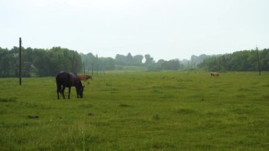 Yağmurlu bir günde bir at çayırda otluyor.. 