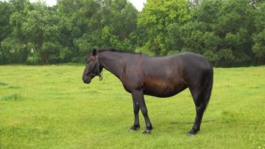 Yağmurlu bir günde bir at çayırda otluyor.. 
