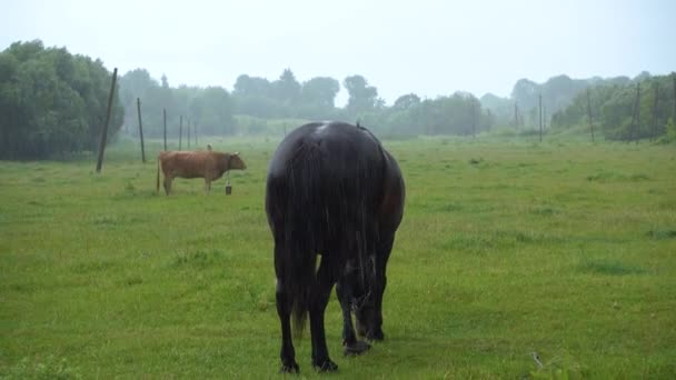 Koń Wypasa Się Łące Deszczowy Dzień — Wideo stockowe