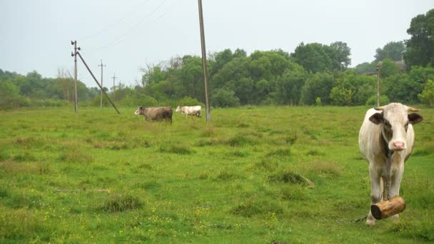 牛は雨の日に牧草地で放牧されている — ストック動画