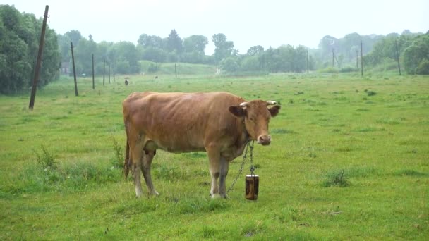Krowa Wypasa Się Łące Deszczowy Dzień — Wideo stockowe