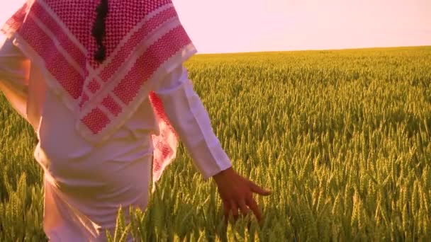 Die Hand Eines Arabischen Mannes Berührt Die Ähren Des Weizens — Stockvideo