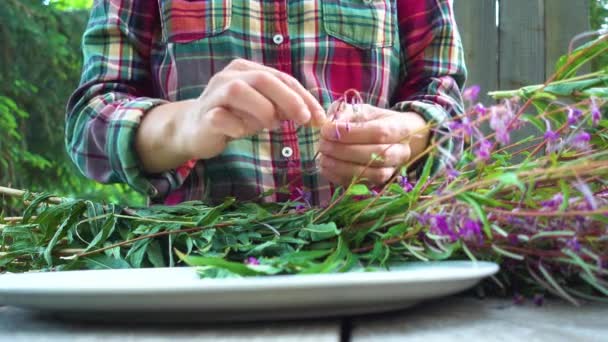 一个工人的手整理伊万茶的叶子和花朵 — 图库视频影像