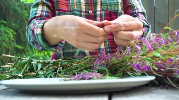 労働者の手はイワン茶の葉と花をソート — ストック動画