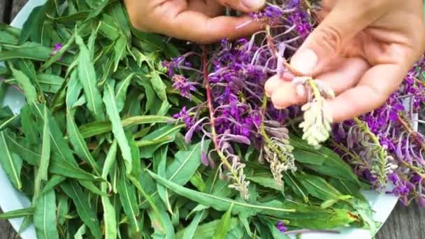 Bir Işçinin Elleri Van Çayının Yapraklarını Çiçeklerini Ayırır — Stok video