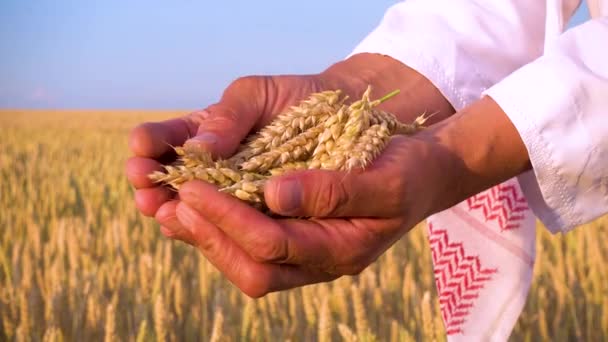 小麦の小穂とイスラム教徒の手 雄の手は小麦の耳を持つ — ストック動画