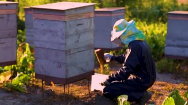 Bir arı yetiştiricisi çiçek poleni toplar. Arı kovanlarına bakıyorum.. 