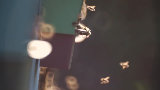 蜜蜂在蜂房附近飞翔 — 图库视频影像
