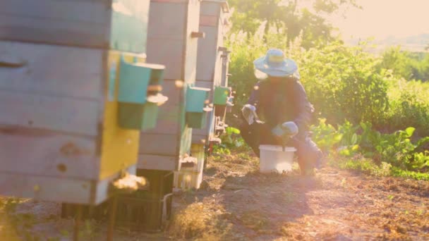 Бджоляр Збирає Квітковий Пилок Догляд Бджолиними Вуликами — стокове відео