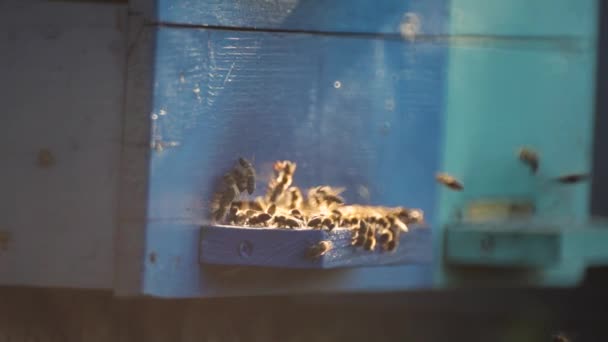 Včely Létají Blízko Svého Úlu — Stock video