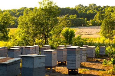 Bir arı yetiştiricisi çiçek poleni toplar. Arı kovanlarına bakıyorum.. 
