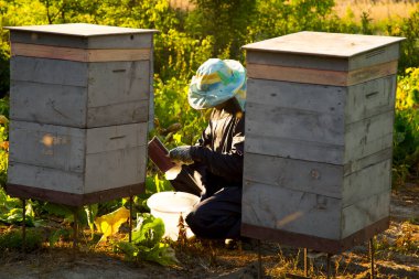 Bir arı yetiştiricisi çiçek poleni toplar. Arı kovanlarına bakıyorum.. 