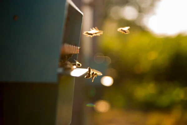 Bees fly near their hive.