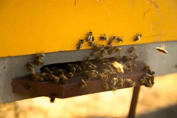 Bees fly near their hive.