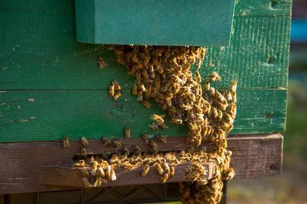 Bees fly near their hive.