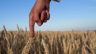 A farmer inspects his wheat field. Portrait of a man in a wheat field. Grain problem. World hunger. 