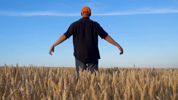 Фермер Перевіряє Своє Пшеничне Поле Портрет Людини Пшеничному Полі Проблема — стокове відео
