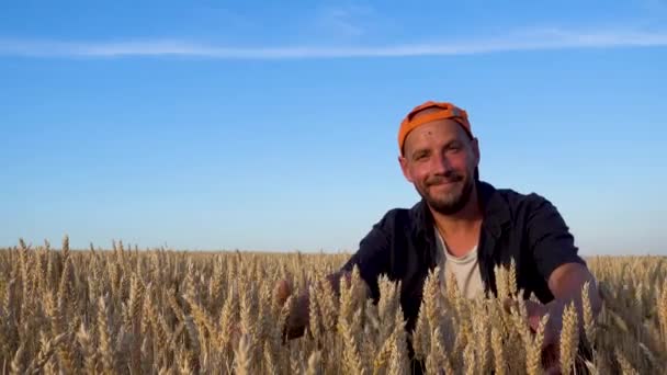 Farmer Sprawdza Pole Pszenicy Portret Mężczyzny Polu Pszenicy Problem Ziarnem — Wideo stockowe