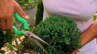 Bahçede ardıç kesen kadının elleri. Peyzaj tasarımında hiç bitmeyen yeşil bir ardıç çalısı buduyorum. Mutluluk konsepti, neşe, ot bakımı. 