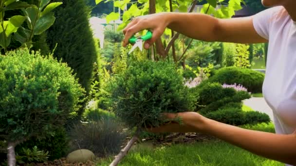 Close Woman Hands Cutting Juniper Garden Pruning Evergreen Juniper Shrub — Stockvideo