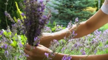 Bahçede lavanta budarken elinde aletle mutlu bir kızın elleri. Bahçede yakın plan bir aletle lavanta budamak. Bir kadın bahçede lavanta keser, zevk, neşe, rahatlama. 