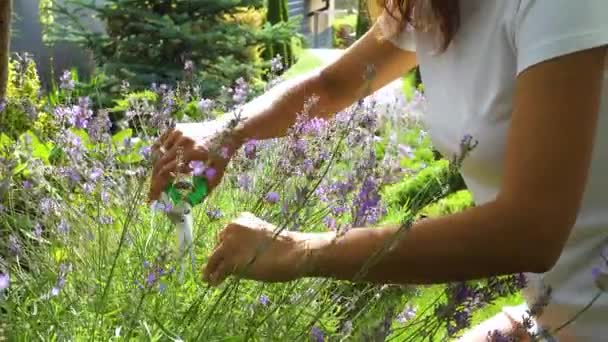 Hands Happy Girl Tool While Pruning Lavender Garden Pruning Lavender — Vídeos de Stock