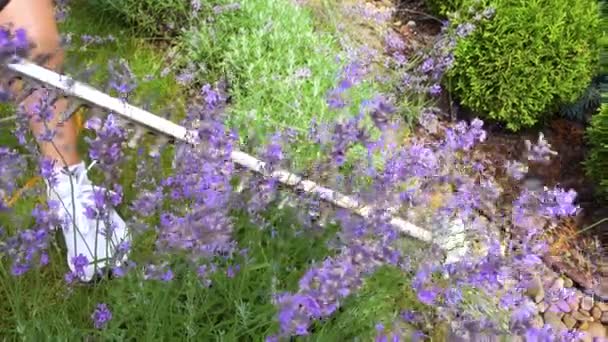 Hands Happy Girl Tool While Pruning Lavender Garden Pruning Lavender — ストック動画