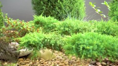 Pruning juniper in the garden. Trimming juniper in the park. The concept of design, landscape design, gardening. 