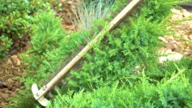 Pruning juniper in the garden. Trimming juniper in the park. The concept of design, landscape design, gardening. 