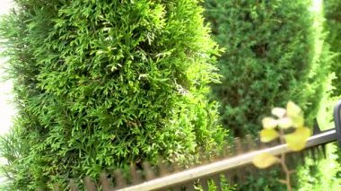 Pruning juniper in the garden. Trimming juniper in the park. The concept of design, landscape design, gardening. 