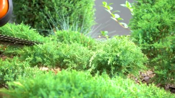 Pruning Juniper Garden Trimming Juniper Park Concept Design Landscape Design — Videoclip de stoc