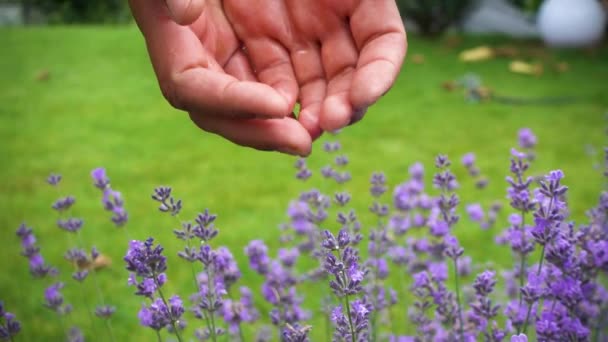 Lavender Flower Water Life Flows Girl Hands Lovely Lavender Flower — Vídeos de Stock