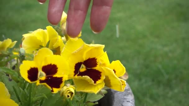 Kwiat Trcolor Vola Woda Życia Wypływa Rąk Dziewczyny Piękny Zapach — Wideo stockowe