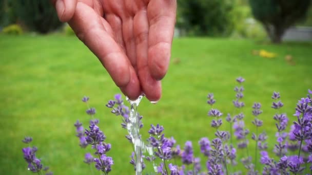 Lavender Flower Water Life Flows Girl Hands Lovely Lavender Flower — Video