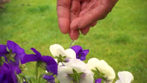 Vola Trcolor Flower Water Life Flows Girl Hands Lovely Vola — Stockvideo