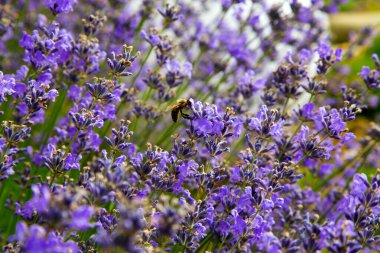 Tarım. Arazi Tasarımı. Bahçe düzeninde lavanta çalıları. Arazi tasarımı. Parktaki lavanta çalıları. 