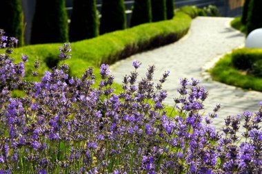 Tarım. Arazi Tasarımı. Bahçe düzeninde lavanta çalıları. Arazi tasarımı. Parktaki lavanta çalıları. 