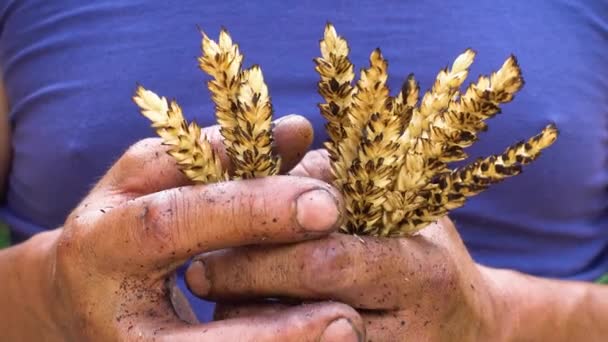 Сельское Хозяйство Проблема Мировых Пожаров Экономический Кризис Руки Фермера Пшеницей — стоковое видео