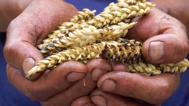 Agriculture Problem World Fires Economic Crisis Farmer Hands Wheat Fire — Vídeo de Stock