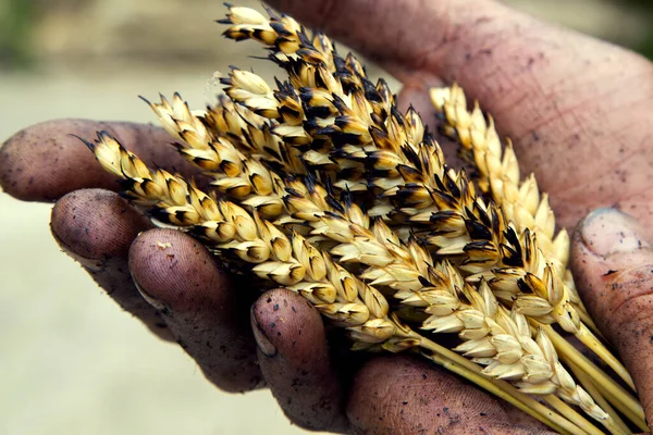 Agriculture. The problem of world fires. Economic crisis. Farmer's hands with wheat after the fire. The concept of world hunger, food crisis. Male hands with ears of wheat, burnt in the fire.  