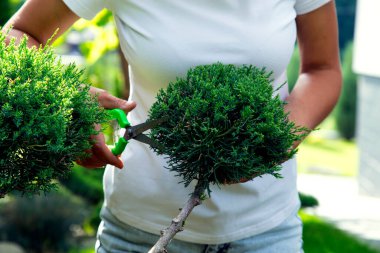 Bahçede ardıç kesen kadının elleri. Peyzaj tasarımında hiç bitmeyen yeşil bir ardıç çalısı buduyorum. Mutluluk konsepti, neşe, ot bakımı. 