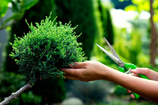 Close-up woman's hands cutting juniper in the garden. Pruning an evergreen juniper shrub in landscape design. The concept of happiness, joy, topiary care. 