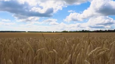 Tarım endüstrisi. Gökyüzüne karşı olgun buğday tarlası. Yaşam konsepti, yiyecek, endüstri. Bulutlu gökyüzüne karşı buğday tarlası. 