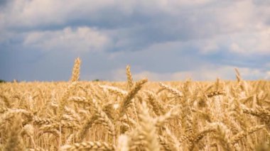 Tarım endüstrisi. Gökyüzüne karşı olgun buğday tarlası. Yaşam konsepti, yiyecek, endüstri. Bulutlu gökyüzüne karşı buğday tarlası. 