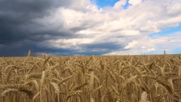 Mezőgazdasági Ipar Egy Érett Búzamező Felé Élet Élelmiszer Ipar Fogalma — Stock videók
