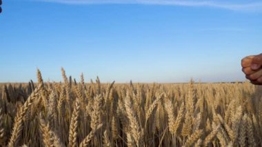 Shaking hands in agreement on the background of a wheat field. Wheat problem. World hunger. 