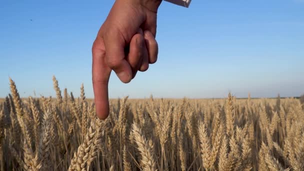 Пожатие Рук Согласии Фоне Пшеничного Поля Проблема Пшеницей Мировой Голод — стоковое видео